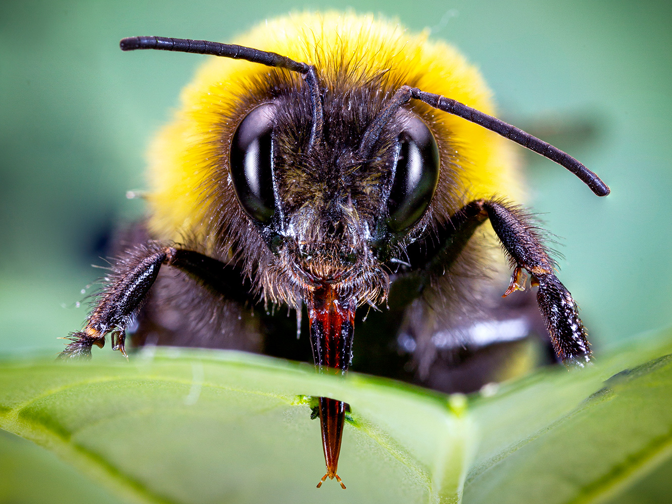 Close up image of a bumble bee on a leaf