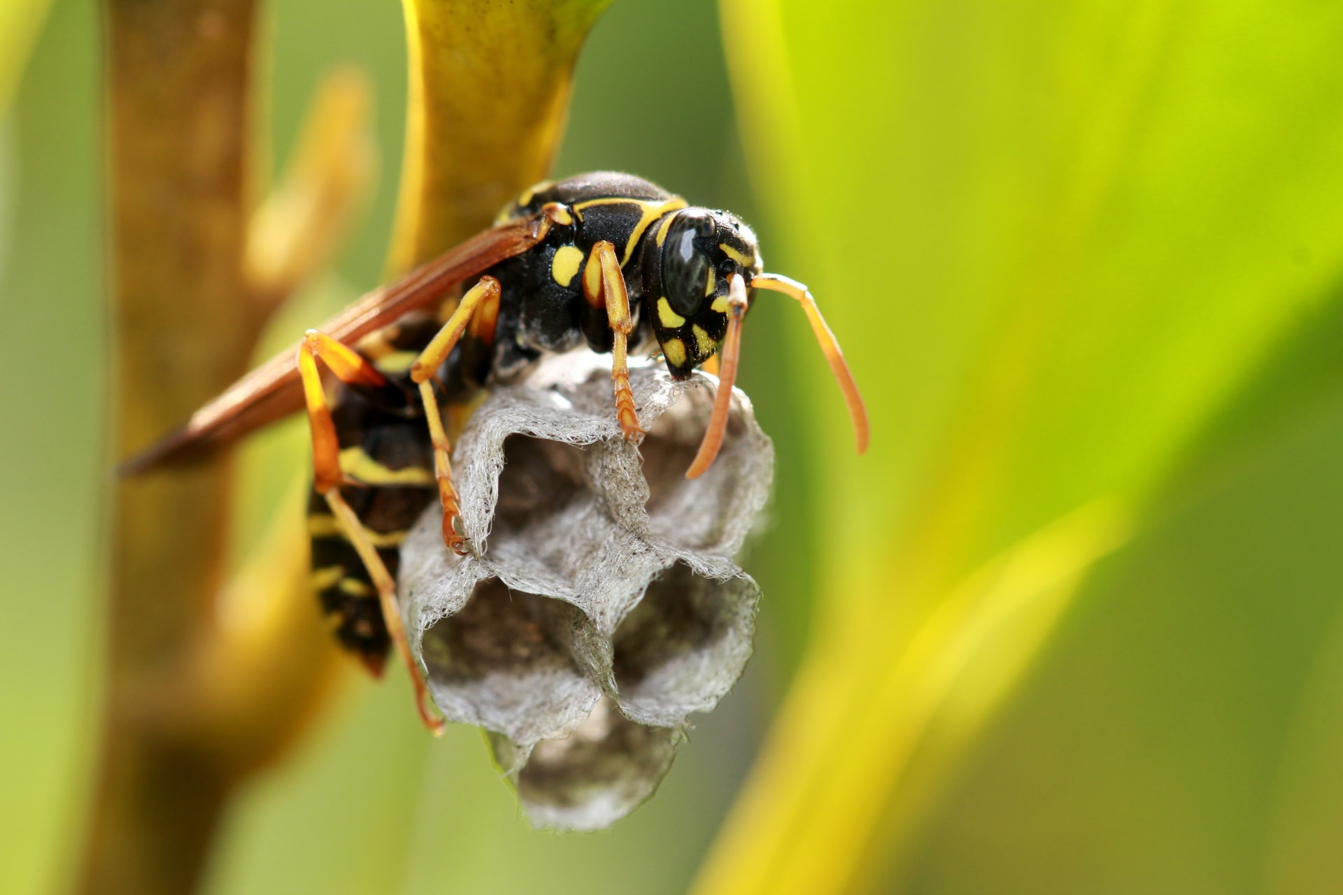 Photograph of a single paper wasps on top of nest