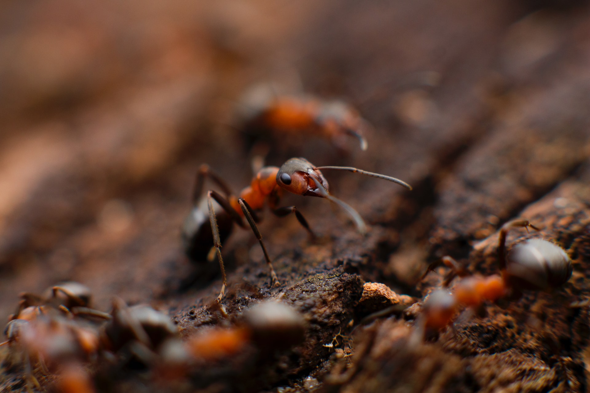 Close up of garden ant