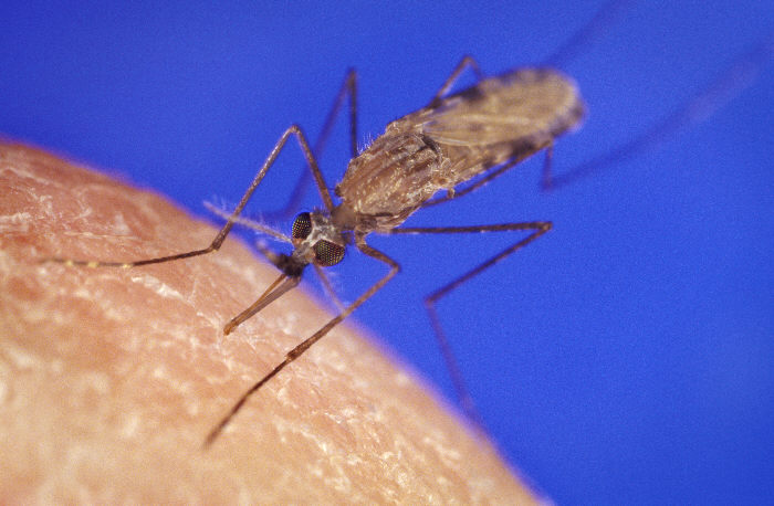 An Anopheles gambiae mosquito biting a human