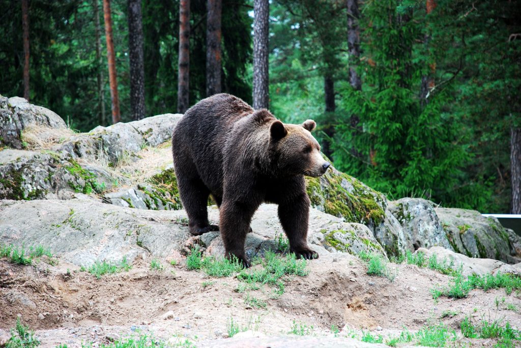 Wild brown bear in forest standing on rocks in Sweden.