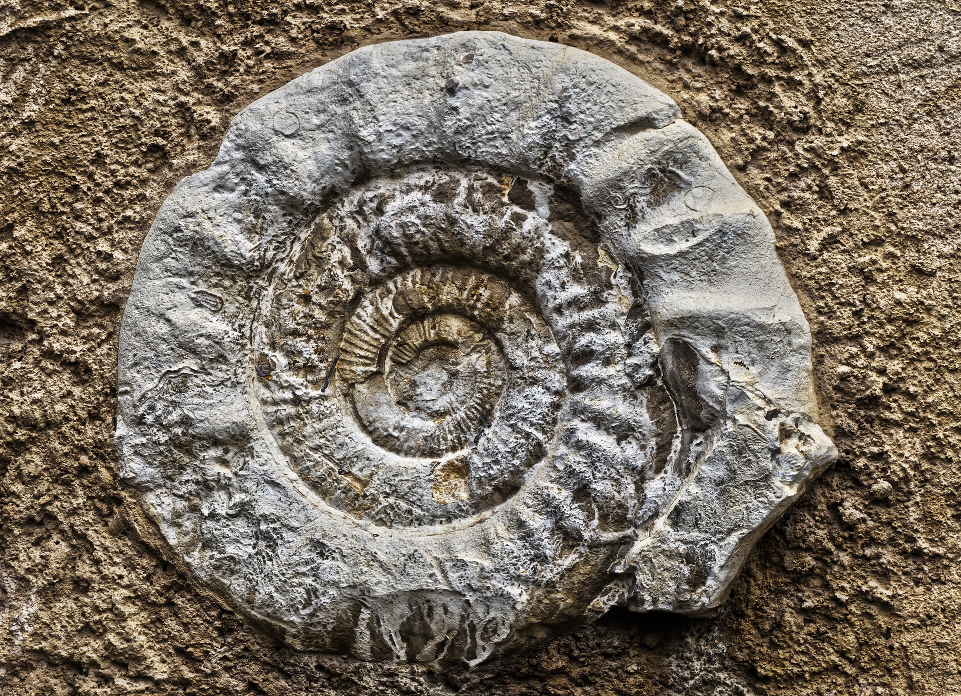 Ammonite fossil to illustrate ancient origins of animal skeletal system