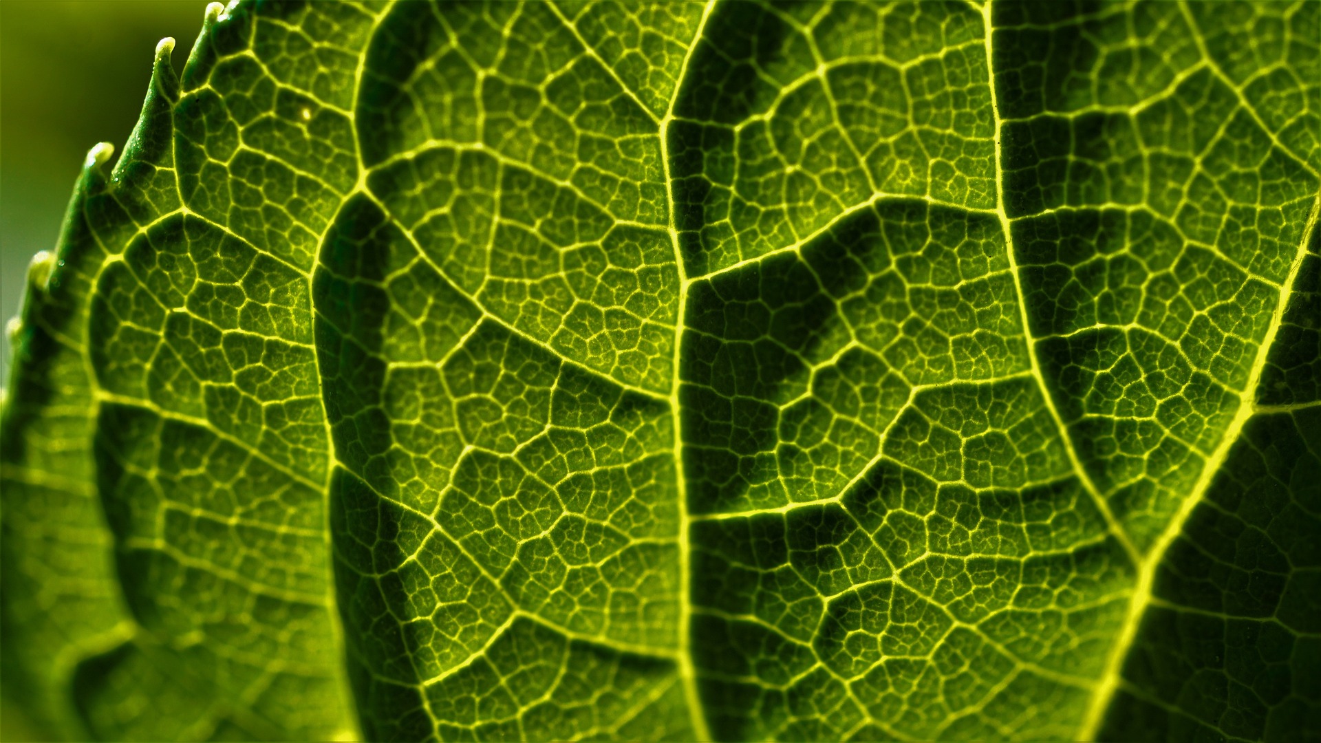 Zoomed in image of leaf