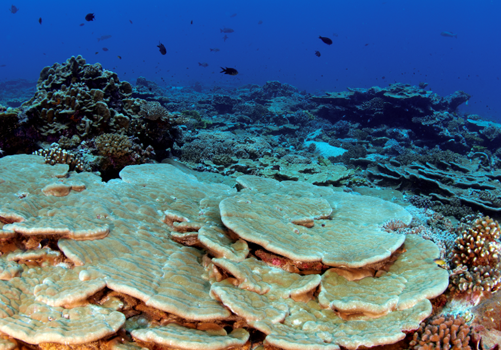 Photograph of deep reef ecosystem