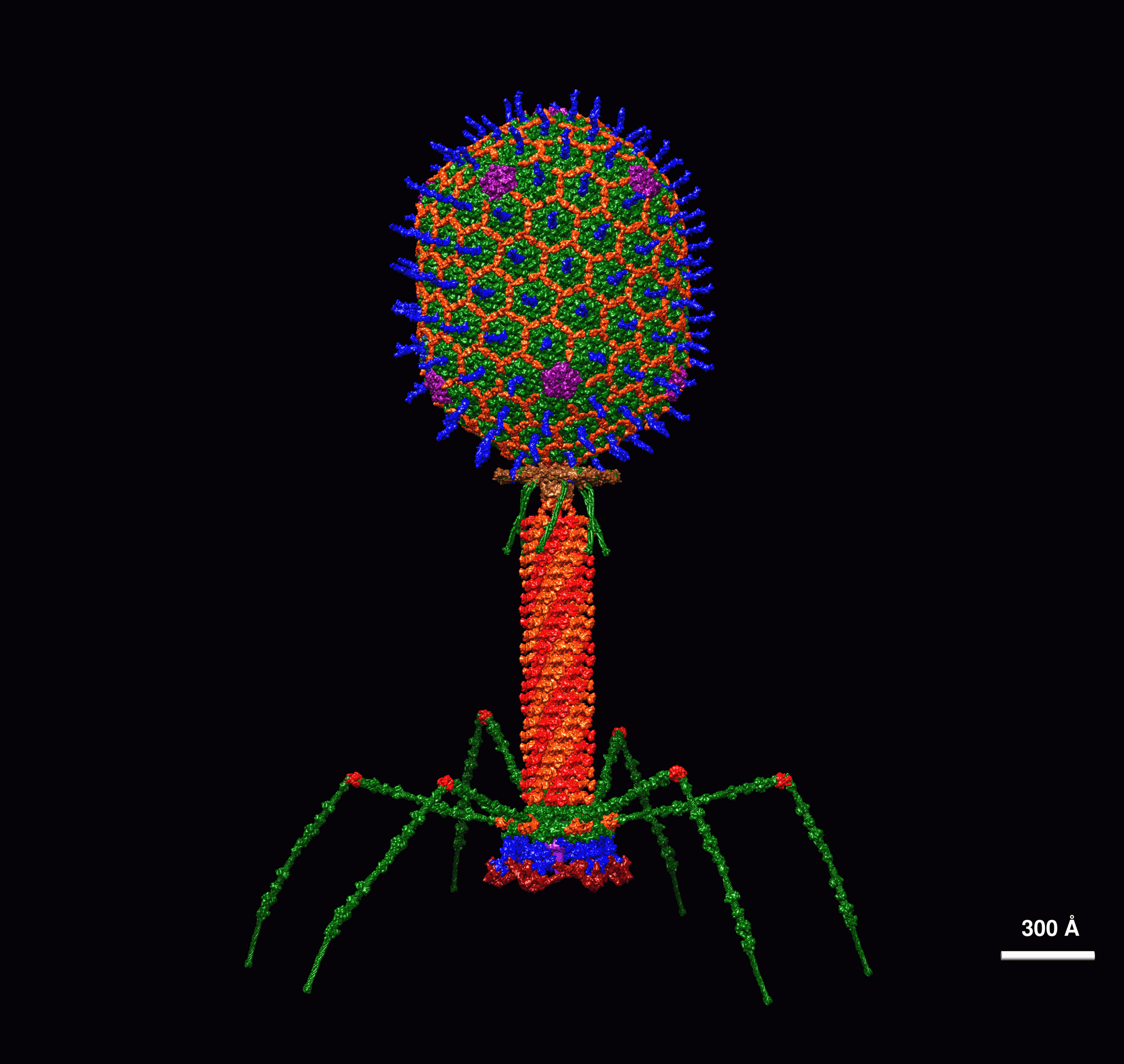 Bacteriophage 3D image.