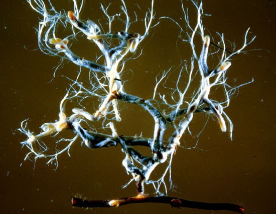 Mycorrhizae on a plant root.