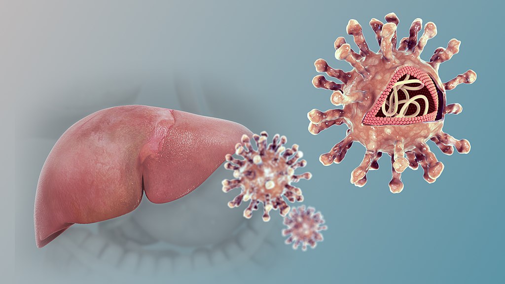 A liver and hepatitis C virus particle.