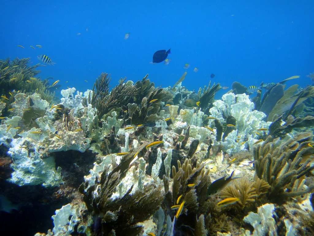 A partially bleached coral reef.