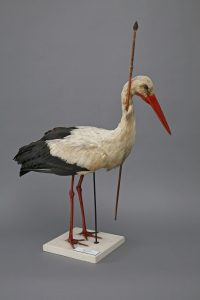 A stork carrying an arrow through its neck