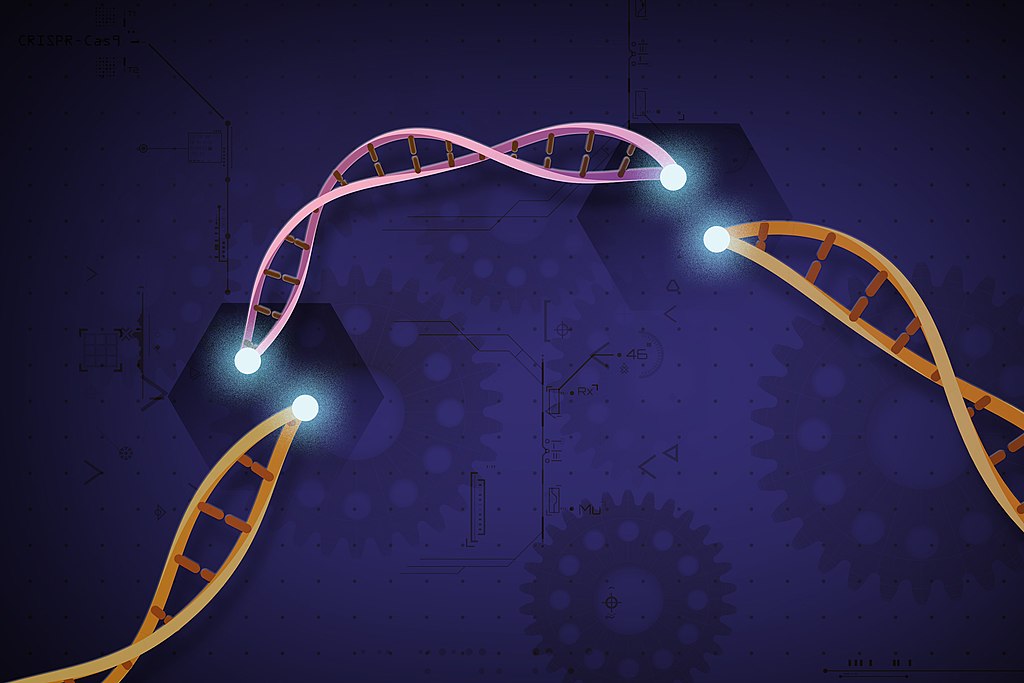 Image of an orange DNA double helix, with a section removed in pink to illustrate CRISPR gene editing. This is on a dark blue background with shadows of mechanical cogs. 