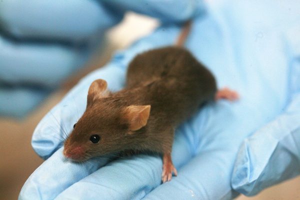 Are animal models still relevant to drug development? A brown lab mouse sits on an experimenter's hand