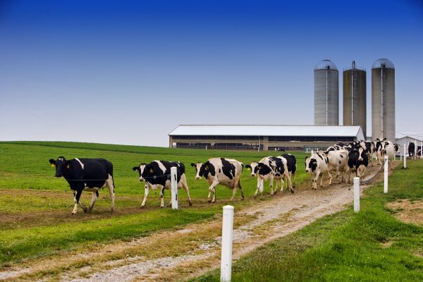 Image of dairy cows walking in single file along a dirt track with the dairy processing plant in the background.