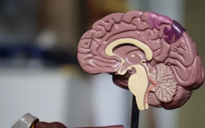 Anatomical model of the brain