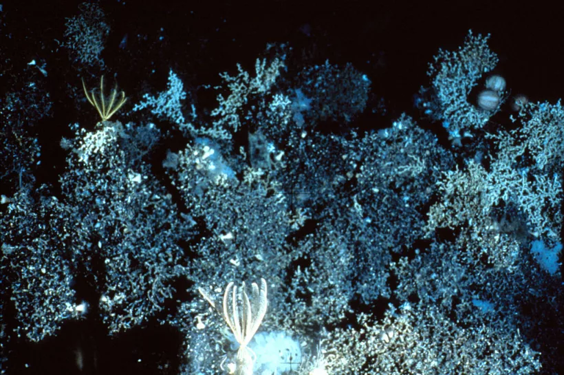 sea urchins and brittlestar on a deep seamount