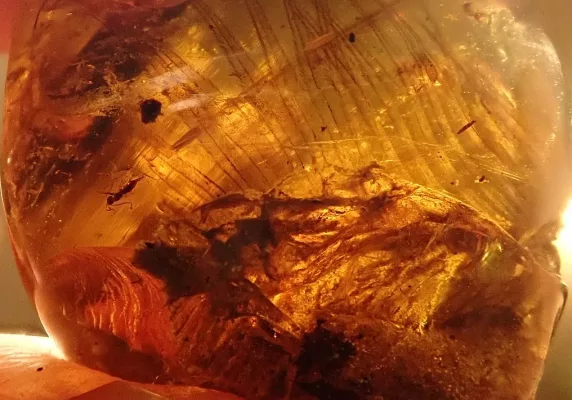 A feathered dinosaur specimen encased in amber