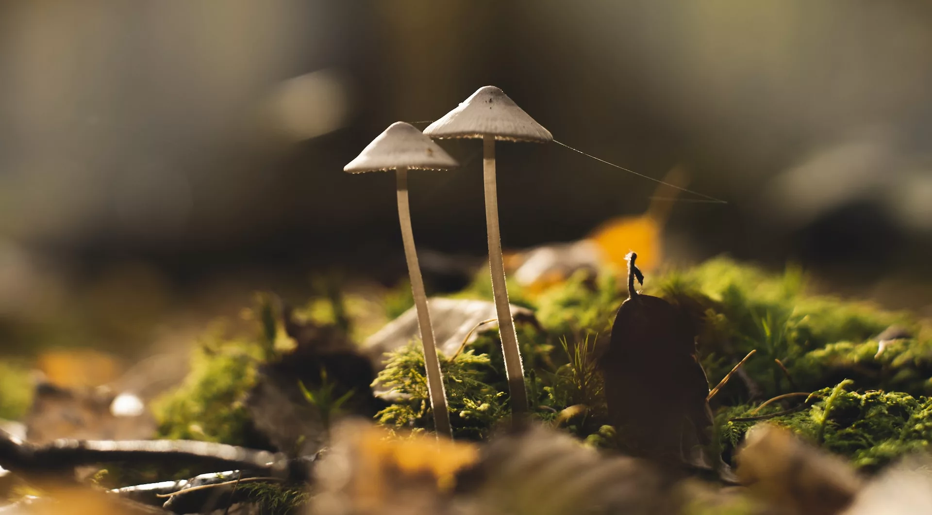 Two fungi with thin stalks on the forest floor
