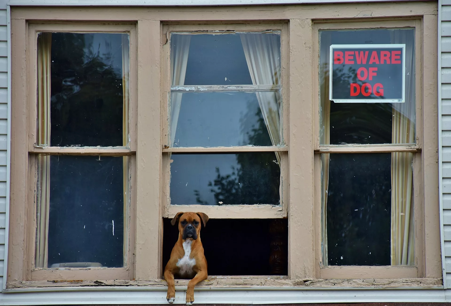 A dog sticking its head out of a window with a sign reading "Beware of dog" above its head