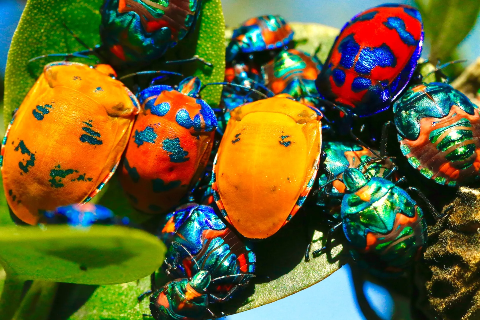 Colourful beetles