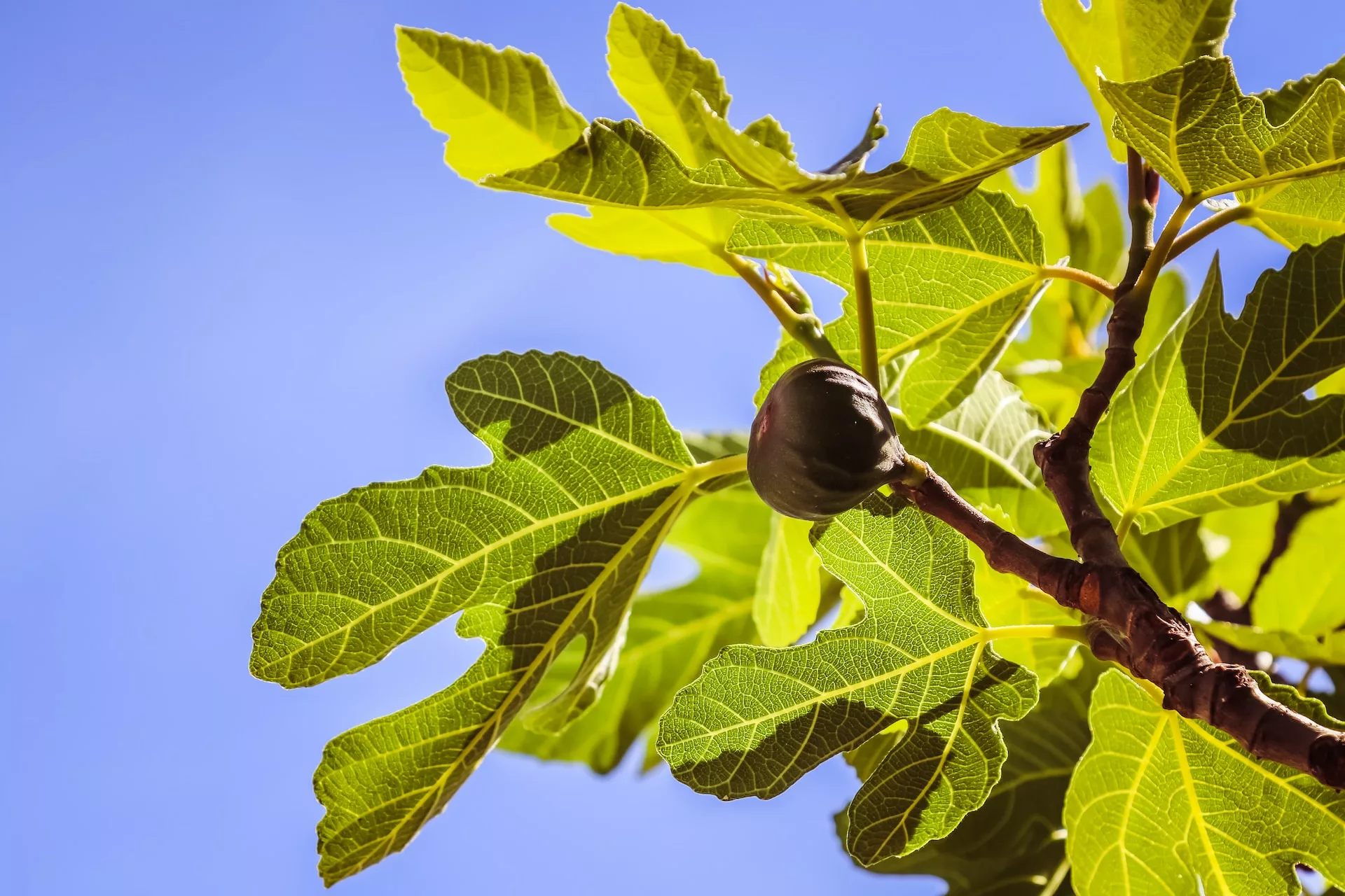 A fig tree.