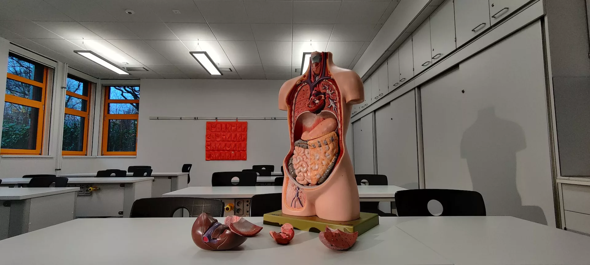 An anatomical model