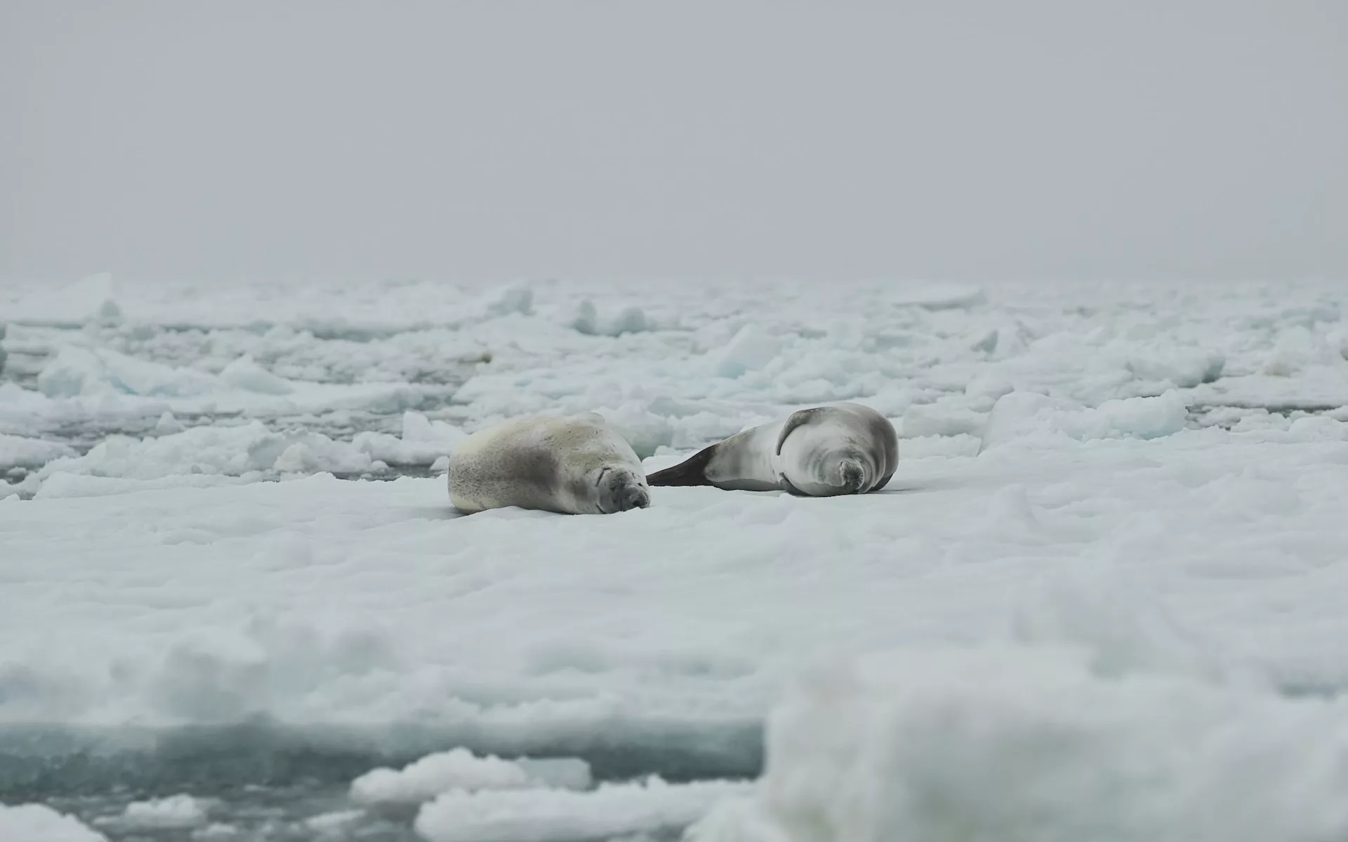 Seals laying on Antarctic ice