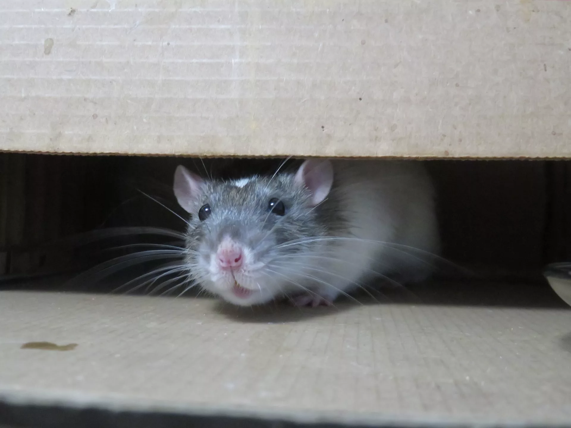 A rat peeking out from under a cardboard box.