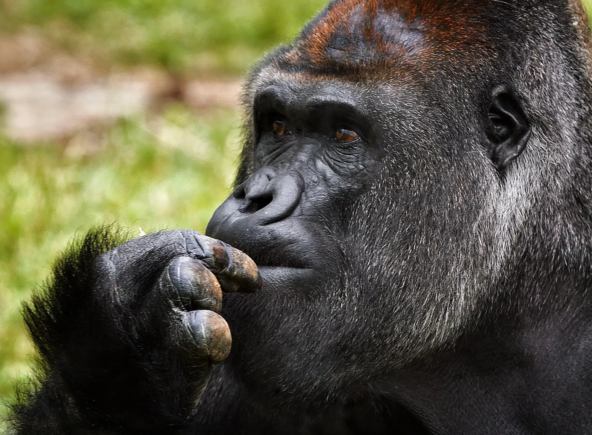 image of a Gorilla