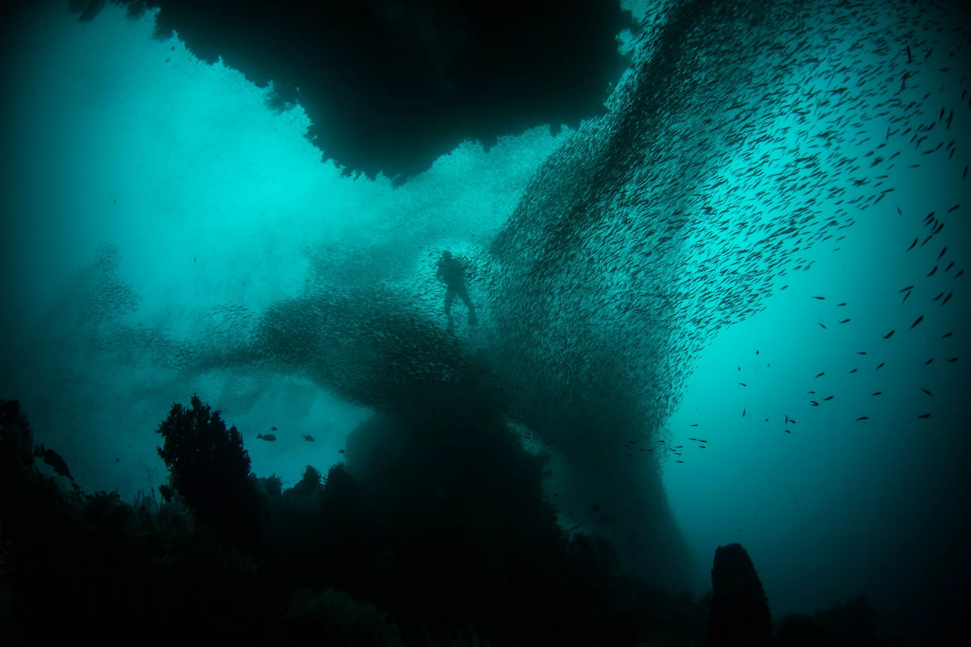 a diver in a school of fish