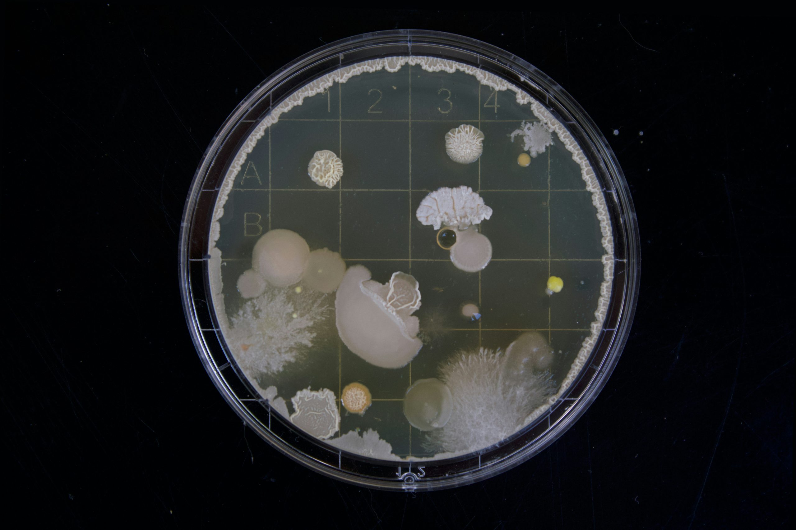 living organism bacteria