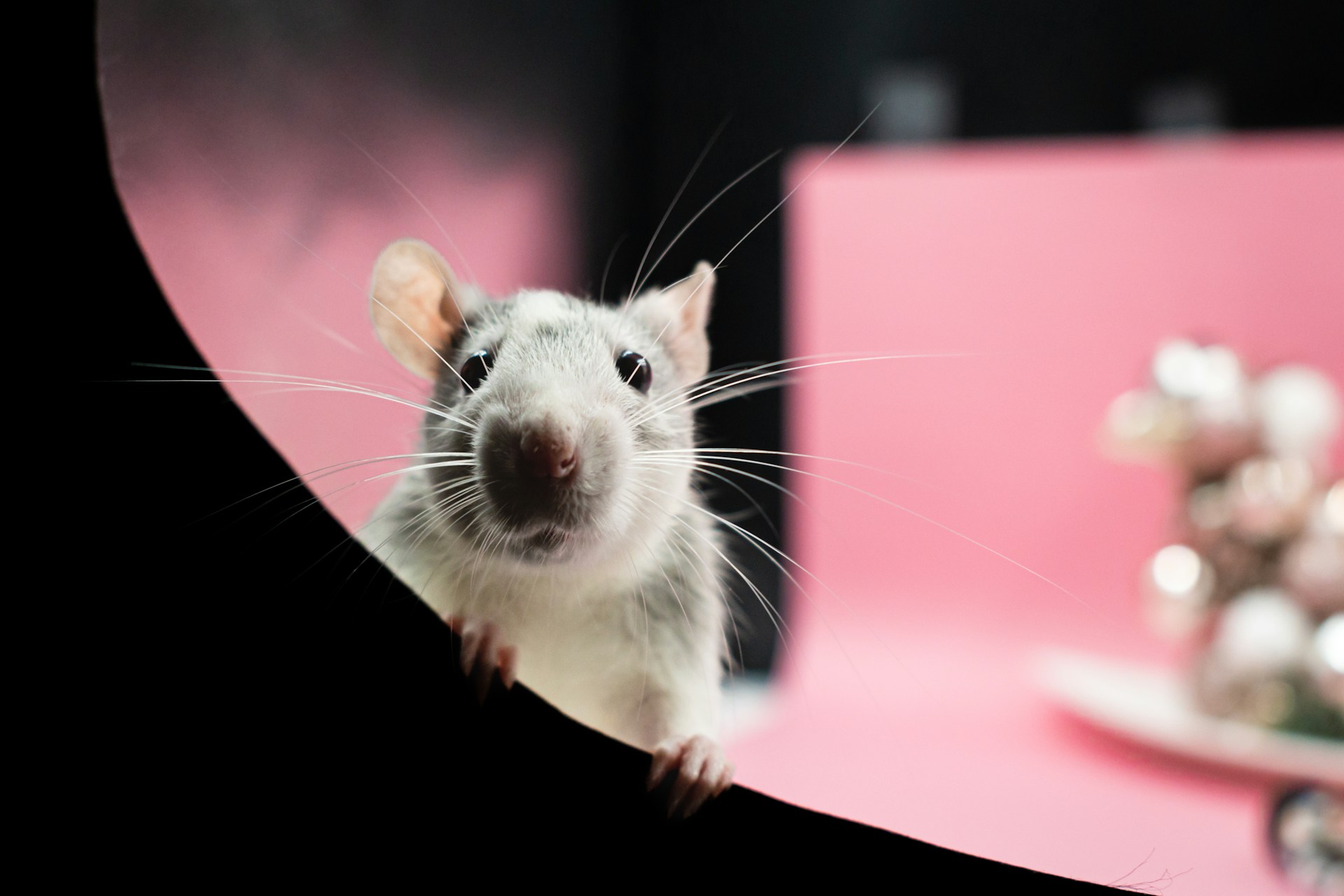 small white mice