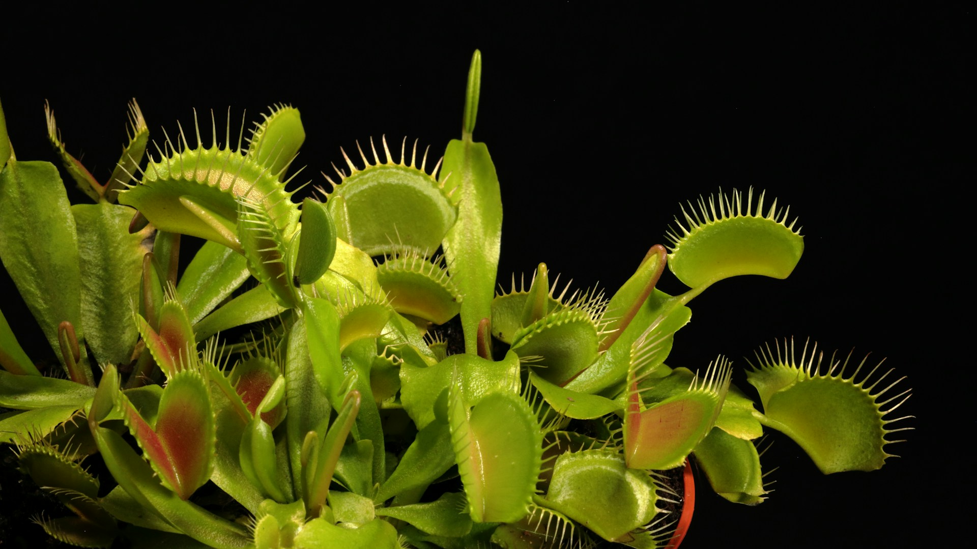 Several Venus flytraps
