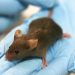 A brown lab mouse sits on an experimenter's hand