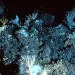 sea urchins and brittlestar on a deep seamount